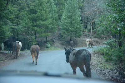 DSC_0957 (Large).JPG